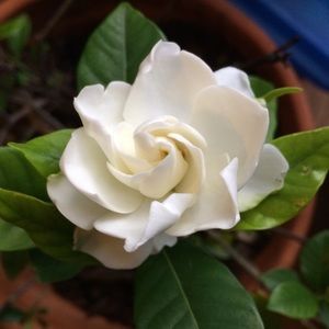 Meet your Posher, Victoria